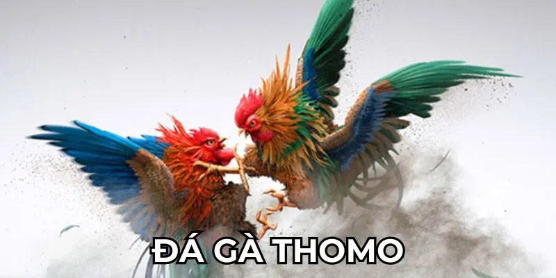 đá gà Thomo