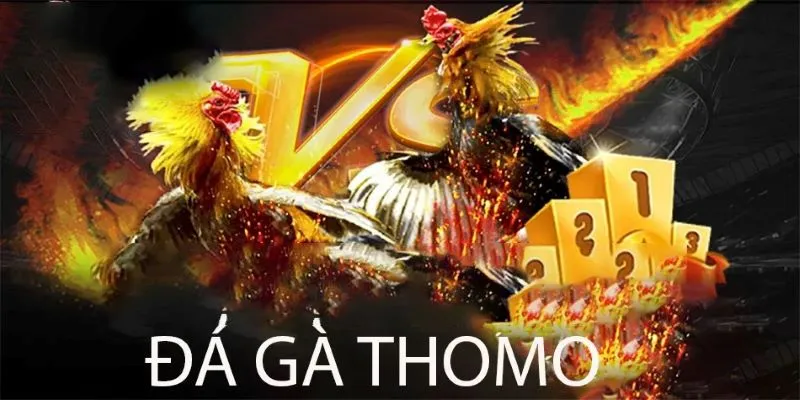 Đá gà Thomo là loại hình giải trí đặc sắc quen thuộc